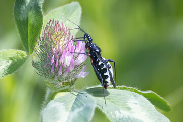 日差しを浴びてくつろぐサシガメ