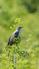 Common cuckoo (Cuculus canorus) landed on a green tree