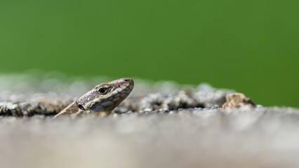 Podarcis muralis (common wall lizard) shows a head of a crack in the rock. Green background