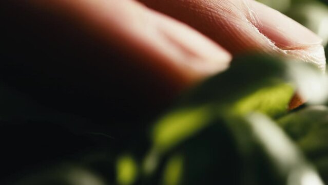 Gently touching the small basil leaves