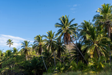 Fototapeta na wymiar Beautiful palm tree forest and blue sky. Tropical exotic background