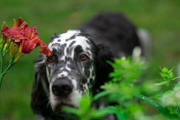 Dog English Setter