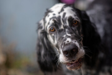 Dog English Setter