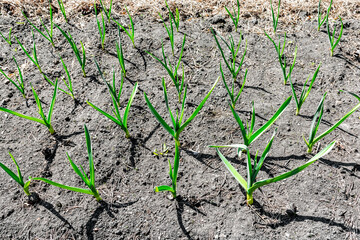 Young garlic shoots grow in rows in the garden. Fresh vegetable harvest