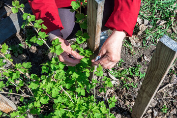 The gardener ties up a bush of young currants. Spring work in the garden
