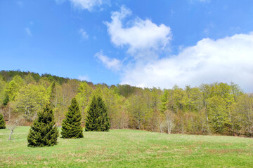 Nature in spring, mountain landscape with mixed forest and green meadow