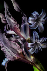 Flowers and irises and hyacinths on a black background, close-up, purple petals.