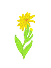 Fototapeta na wymiar yellow sunflower isolated on white background eps 10