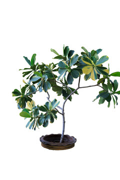 One green house plant in ceramic pot isolated on white background with clip path, cut out.