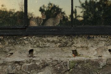 homeless kittens on the street view from the window