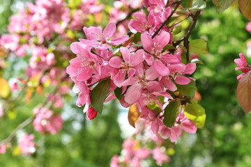 Flowering branch of the Heavenly pink apple tree