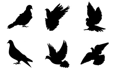 Pigeon silhouette isolated on white background  Vector illustration.
