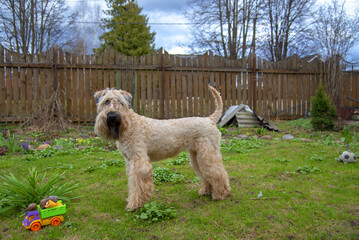 A red dog stands in a clearing in the garden .