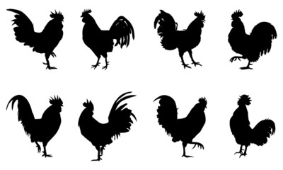 Silhouettes of Rooster chicken. vector Illustration
