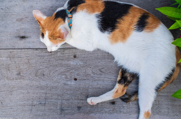 Brown striped white cat sleeping on an old wooden table near green leaf, copy space, top view