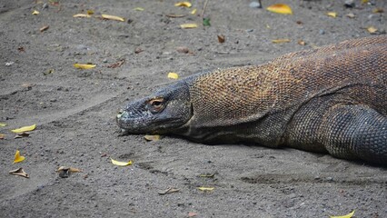Portrait of Komodo dragon resting. Komodo is he largest living species of lizard.