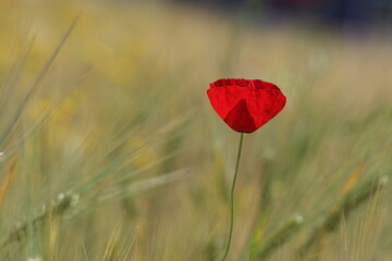 An isolated poppy flower in wheat field in spring