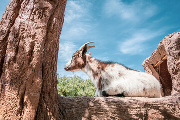 A goat lying on a rock next to a tree