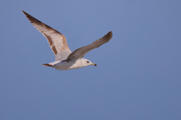 Closeup of the ring-billed gull flying in the sky. Larus delawarensis.