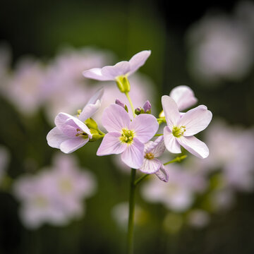 Closeup shot of blooming cuckoo-flowers (cardamine pratensis)