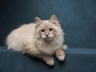 Siberian kitten on a blue background. Cat studio photo for advertising. Happy pet 