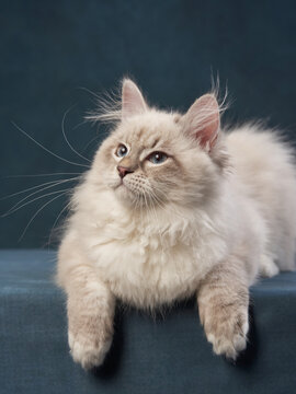 Siberian kitten on a blue background. Cat studio photo for advertising. Happy pet 