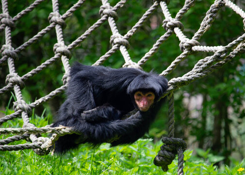 Red-faced spider monkey lying on rope net