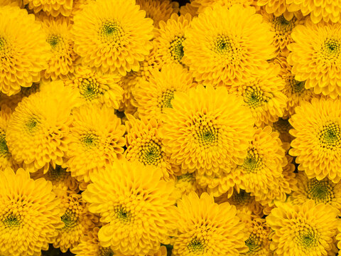  Close up of yellow chrysanthemum Santini Aurinko flowers: chrysanthemum with yellow petals and green heart 