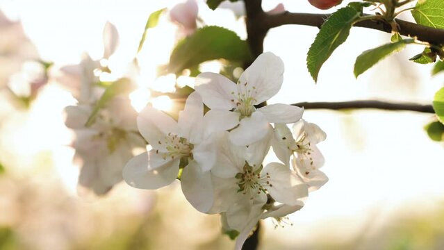 Blooming Apple Flowers and Sun flares Spring Awakening. Camera movement along the Apple branches with a shallow depth of field