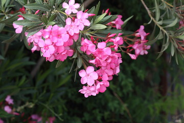 Nerium oleander most commonly known as oleander or nerium, is a shrub or small tree cultivated...