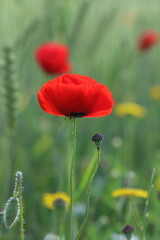 Obraz premium Poppie in spring