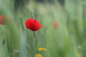 Obraz premium Poppie in spring