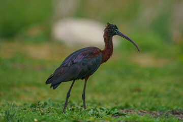 Glossy Ibis (Plegadis falcinellus) Searching for food in a marsh.