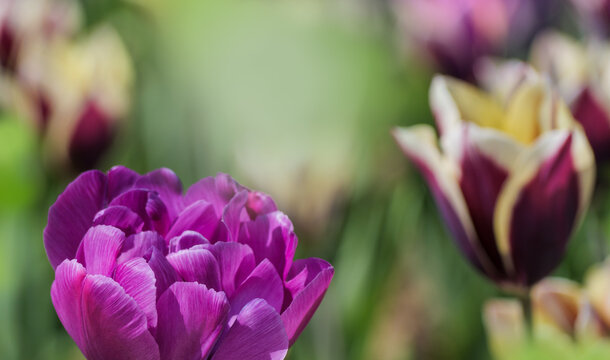 Multicolored tulip flowers in bright colours, selective focus on petals with blurry background. Floral composition of fresh spring flowers, close-up on a purple peony tulip.