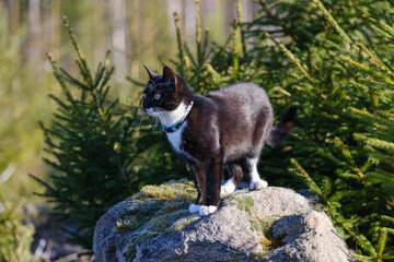 Domestic black white cat walking in sweden