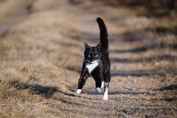 Domestic black white cat walking in sweden