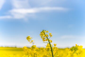 Beautiful, yellow rape plants in big field, in the Danish countryside, soaked in spring sun. Blue sky above, with just a few clouds