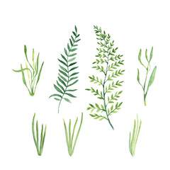 Green twigs and herbs and grass isolated on white background. Watercolor hand painted illustration.