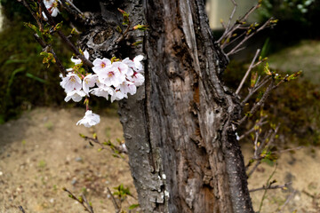 tree blossom