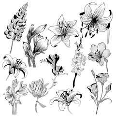 big set of flowers sketches. Hand-drawn. design greeting card and invitation of the wedding, birthday, Valentine's Day, mother's day and other holiday