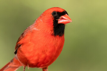 Profile of a Northern Cardinal While Perched on a Branch of a Tree