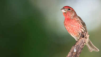 House Finch Resting on the Branch of a Tree
