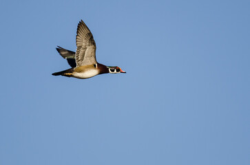 Wood Duck Flying in a Blue Sky