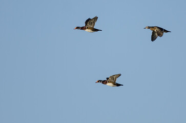 Flock of Wood Ducks Flying in a Blue Sky