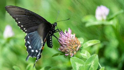 Spicebush Swallowtail Butterfly Sipping Nectar from the Accommodating Flower
