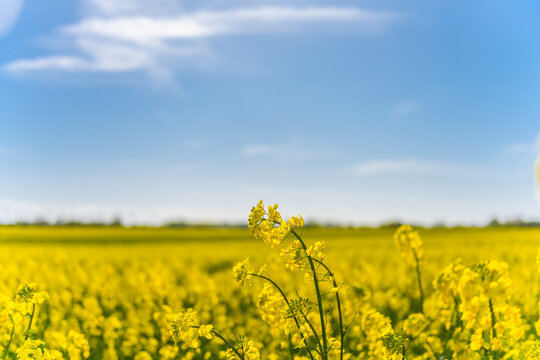 Beautiful, yellow rape plants in big field, in the Danish countryside, soaked in spring sun. Blue sky above, with just a few clouds