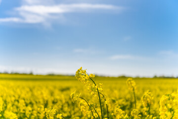 Beautiful, yellow rape plants in big field, in the Danish countryside, soaked in spring sun. Blue sky above, with just a few clouds