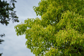 Fototapeta premium green leaves against blue sky