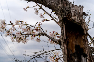 branches of a tree with flowers