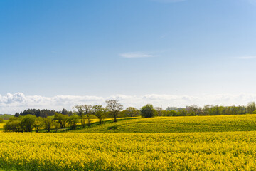 Fototapeta premium Beautiful, yellow rape plants in big field, in the Danish countryside, soaked in spring sun. Blue sky above, with just a few clouds